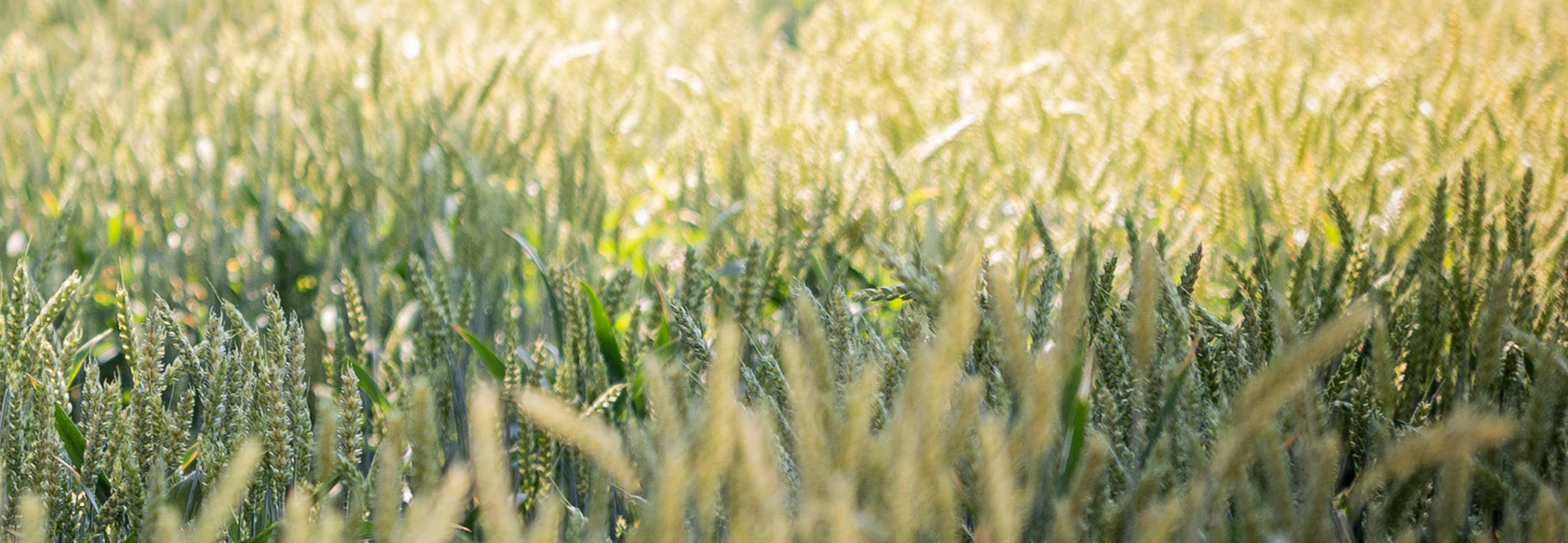 Getreidefeld
