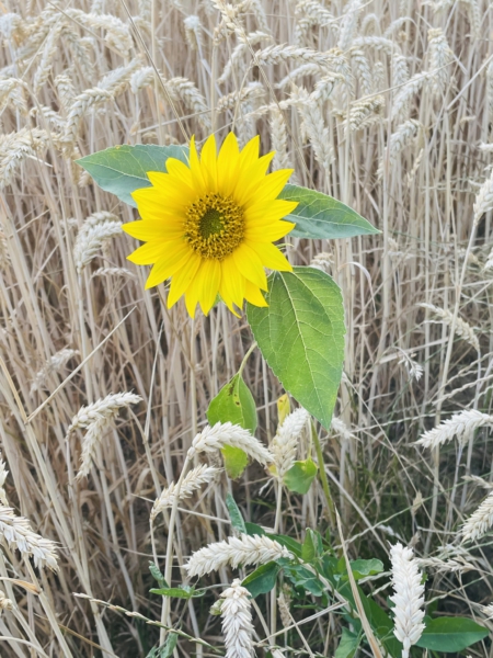 Sonnenblume im Getreidefeld